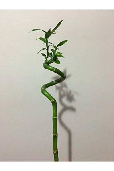 KYBELE BOTANİK 8 Adet Dal Şans Bambusu