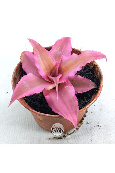 Gurme Bitki Cryptanthus Bivittatus "pink Star" (5.5 Cm Saksıda)