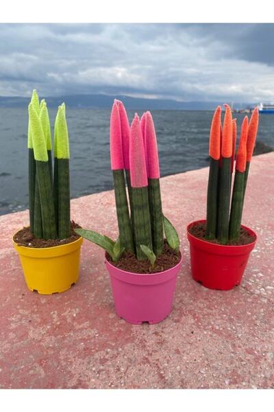 PinkFlowersCo Sansevieria Renkli Paşa Kılıcı Çiçeği 30-35 Cm 3'lü Pembe, Yeşil, Sarı Miks Canlı Çiçek