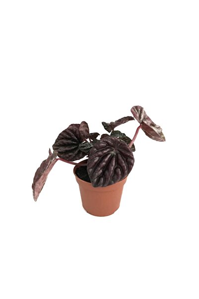 Betonish Peperomia 'Schumi Red' (Zümrüt Dalgası Çiçeği)
