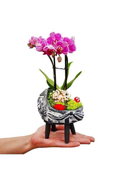 çiçekseli Vintage Beşik Beton Saksıda Mini Mor Orkide Bebek Hediyesi Canlı Çiçek Dekor 15-20 Cm