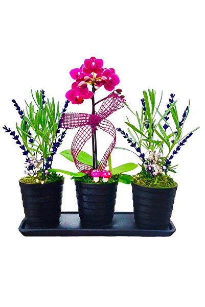 çiçekseli 3'lü Trio Set Mini Mor Orkide Ve Canlı Lavanta Bitkisi 20-25 Cm Iç ...