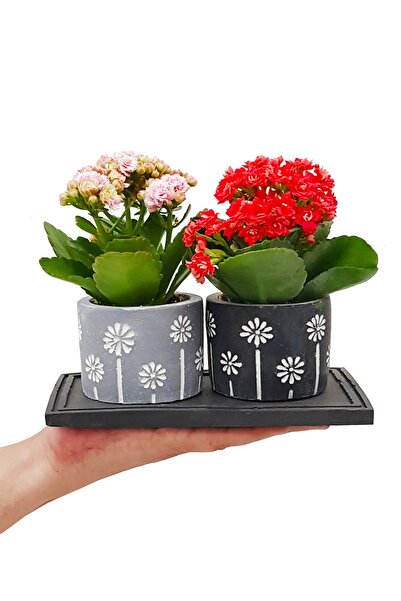 çiçekseli 2'li Kalanchoe Papatya Baskılı Saksıda & Hediye Çiçek & Kalanşo & Canlı Ev Salon Ofis Bitkisi