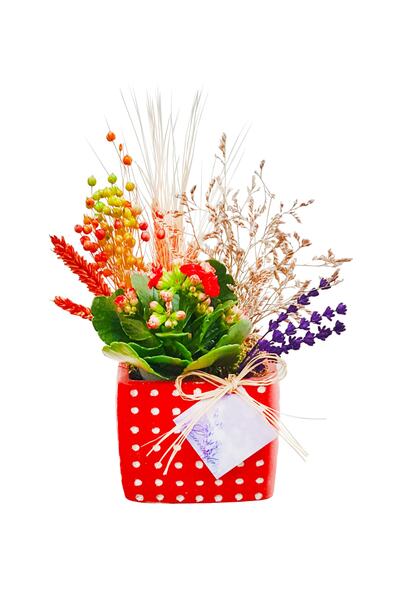 çiçekseli Kalanchoe Kırmızı Puantiyeli Saksıda & Çiçekli Bitki Ic Mekan Bitki...