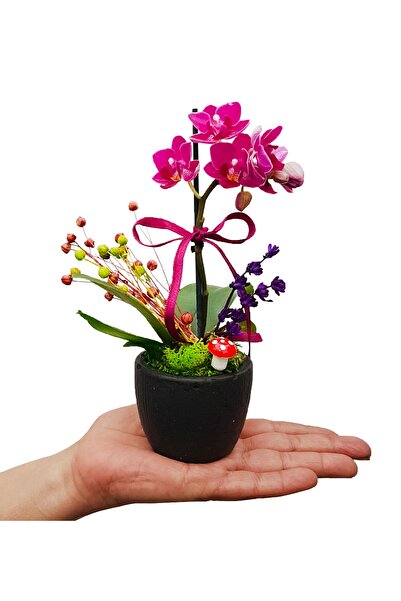 çiçekseli Mini Mor Orkide Baby Serisi Beton Saksıda 15-20 Cm & Doğum Günü Hed...