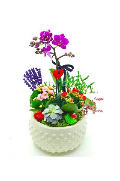 çiçekseli Beyaz Boncuk Saksıda Orkide Kalanchoe Sukulent Hediye Çiçek Canlı B...