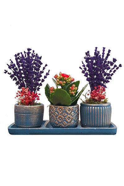 çiçekseli Kalanchoe Ve Lavanta Bakır Mavi Trio Beton Set Saksıda & Hediye Çiçek Seti Salon Cicegi