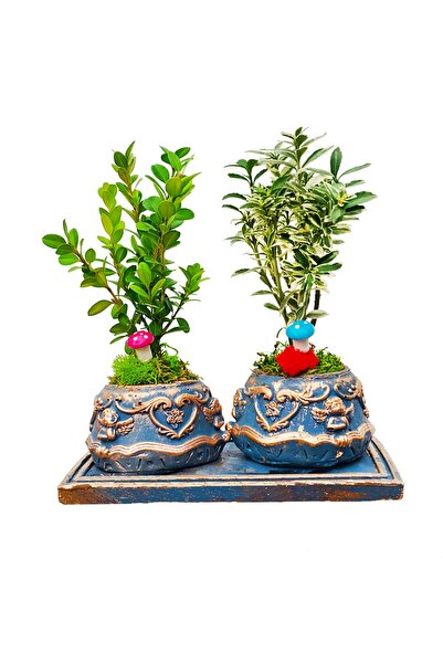 çiçekseli 2'li Bonsai Ağacı Melek Figürlü Beton Saksıda Iç Mekan Bitkileri Ta...