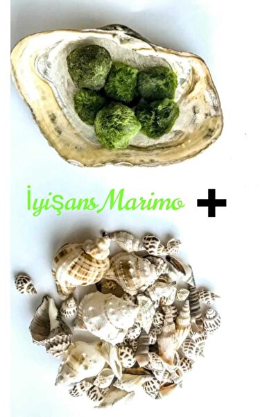 İyişans Marimo 5 Ad. Marimo(1-2CM) 5 Ad. Deniz Kabuğu Büyütmek Ve Çoğaltmak I...
