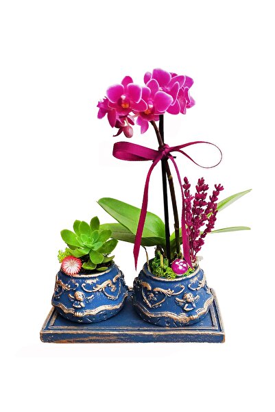 çiçekseli Mini Mor Orkide Ve Sukulent Set Iç Mekan Bitkileri Canlı Çiçek Ev B...