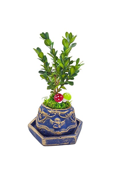 çiçekseli Bonsai Buxus Angel Mavi Beton Saksıda & Bonsai Ağacı Ic Mekan Bitki...