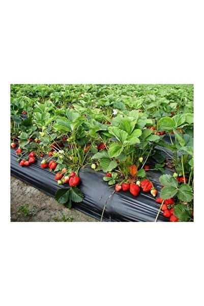 ACY STORE Çilek Ve Malç Naylonu Siyah 120 Cm X 10 Metre 100 Mikron Kalınlığında Siyah Malç Brandası