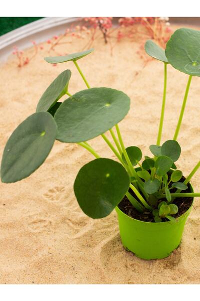 Duti Para Çiçeği (PİLEA)