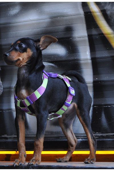 Dogness Wakanda H Type Chest Collar