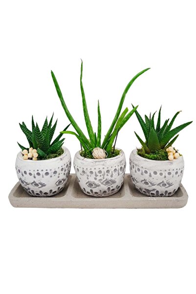çiçekseli 3'lü Trio Set Efes Serisi Aloe Vera Ve Howartia Hediye Çiçek Iç Mek...