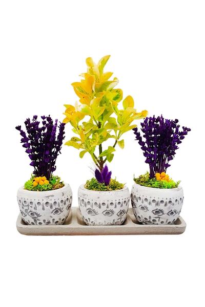 çiçekseli 3'lü Trio Set Efes Serisi Euonymus Bonsai Ve Lavanta Iç Mekan Canlı...