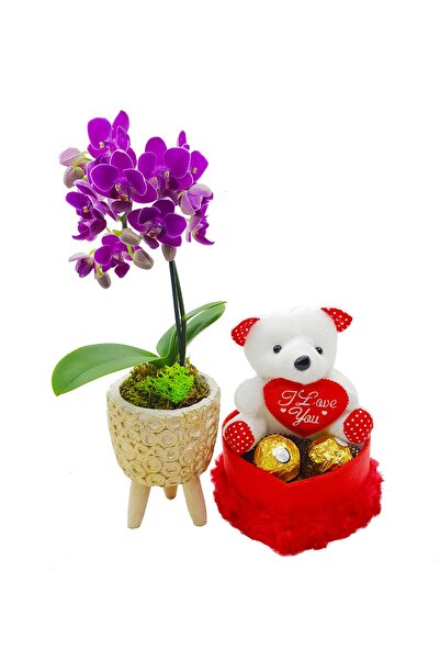 çiçekseli Mini Orkide Ayaklı Beton Saksıda Ve Mini Ayıcıklı Çikolata & Canli ...