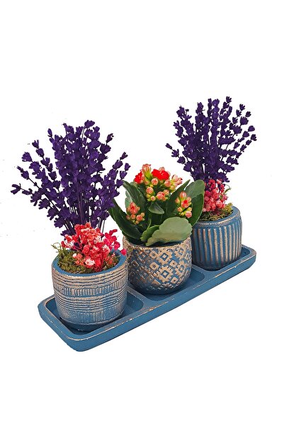 çiçekseli Kalanchoe Ve Lavanta Bakır Mavi Trio Beton Set Saksıda & Hediye Çiçek Seti Salon Cicegi