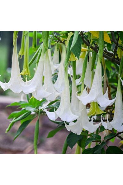 Murat Tohumculuk Angel Turumpet Çiçeği Tohumu Melek Borazanı Çiçeği Tohumu 5 ...