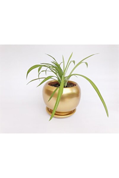 Neoclik Çömlek Saksı