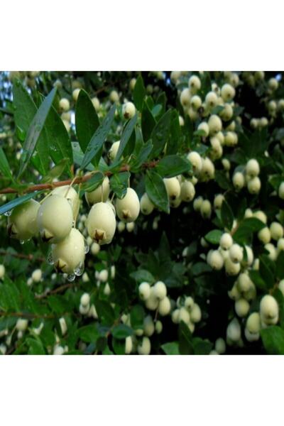 E-fidancim Tüplü Şifalı Beyaz Yaban Mersini Murt(Hambeles)fidanı