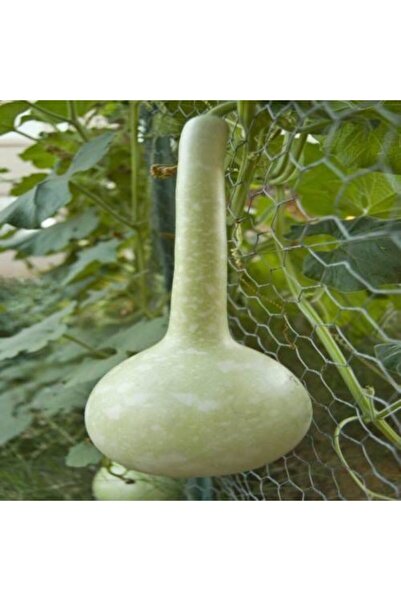 Tohumcumm Nadir Süs Su Kabağı Tohumu Kabak Tohumu 5 Adet + Saksı Toprak