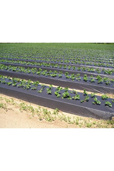 Asenya Malç Naylonu 100 Mikron Çilek Naylonu Çilek Malç Naylonu Malç Örtüsü Malçlama 50 Metre Eni 130 cm