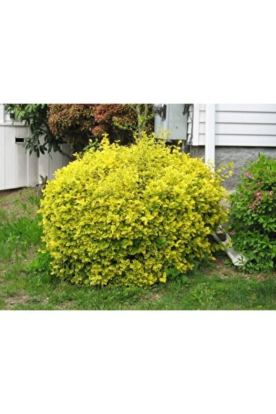 lalaahmetbotanik Gold Taflan Fidanı 20-40 Cm (altuni Taflan) Euonymus Japonica