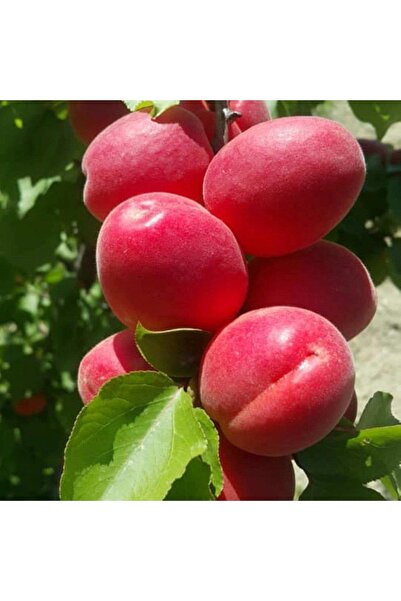 Reyon Bahçe Tüplü Aşılı Zaiges Red Moon Cinsi Kayısı Fidanı +80cm