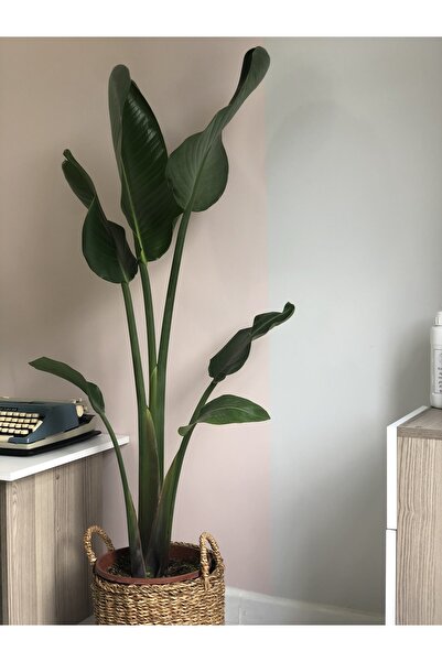 NİLAY FLOWERS Strelitzia Nicolai (starliçe) 140 Cm Tek Köklü