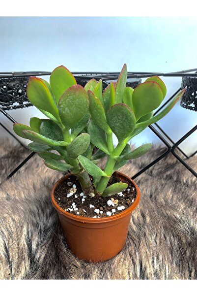 Sukulent Para Ağacı Çiçeği