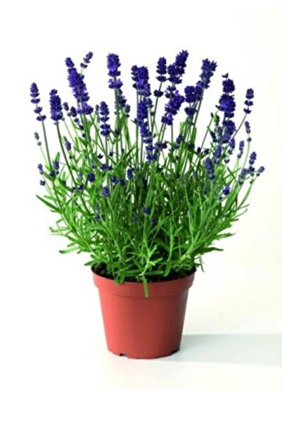 ESTEMES BOTANİK 45-55cm Arası Büyüklüğünde Saksılı Lavanta Fidanı