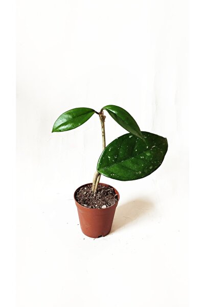 Genel Markalar Mum Çiçeği-hoya Carnosa