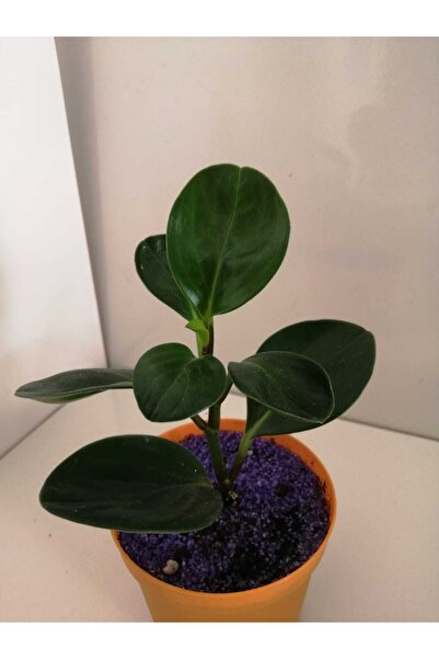 deysi flowers Peperomia (bebek Kauçuk Bitkisi)
