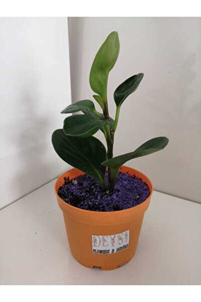 deysi flowers Peperomia (bebek Kauçuk Bitkisi)