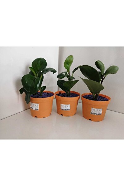 deysi flowers Peperomia (bebek Kauçuk Bitkisi)
