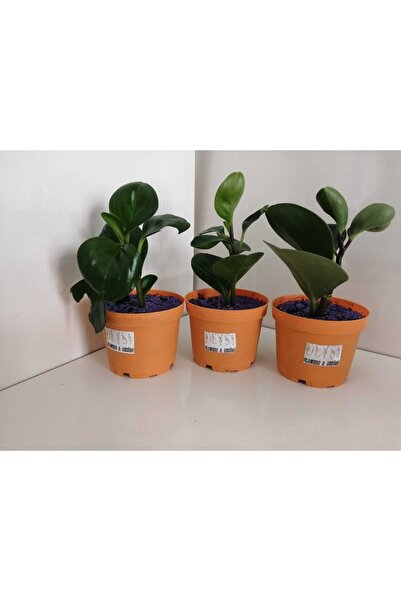 deysi flowers Peperomia (bebek Kauçuk Bitkisi)