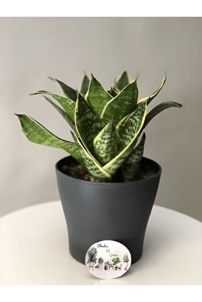 SHADES OF GREEN Sanseveria Bodur Kılıç Çiceği