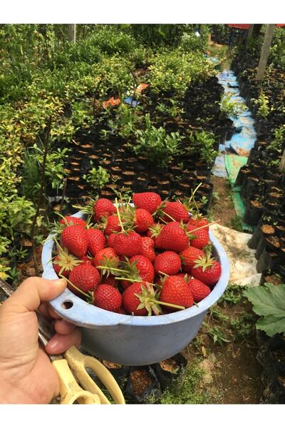YAYLA TARIM Zeytin Fidanı Arbegina Bodur Zeytin Tüplü Aşılı 12 Ay Dikim