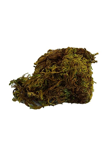 LokmanAVM Doğal Yosun Bitkisi Kurutulmuş Saf Deniz Yosunu 100gr Mini Paket