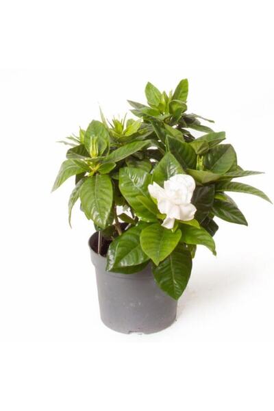 serada decor & plant Gardenya Jasminoides Kokulu Gardenya Ev Ve Ofis Bitkisi ...