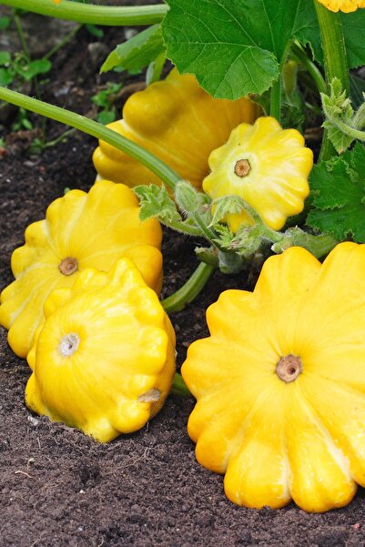 ZENGARDEN EV VE BAHÇE Sarı Istiridye Kabak Tohumu Atalık Yaz Kabağı Çalı Tipi