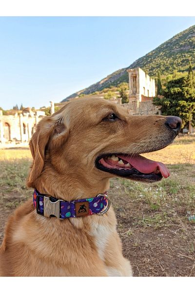 UTDpet X Æ A-12 Dog Collar
