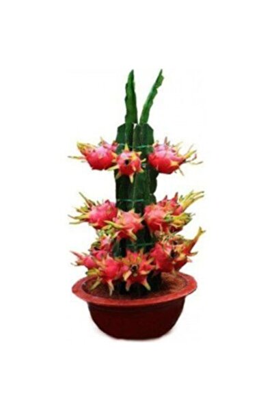 Tohumcumm 15 Adet Bodur Pitaya Tohumu Ejder Meyvesi Tohumu