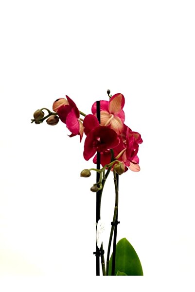 fidanova Bordo Çift Dallı 60- 80 cm Boyunda Orkide