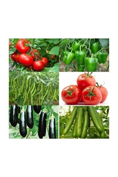 Genel Markalar Sonsuz Tam 500 Adet Sertifikalı Domates -salkım Domates-biber-salatalık-patlıcan-dolma Biber Tohumu