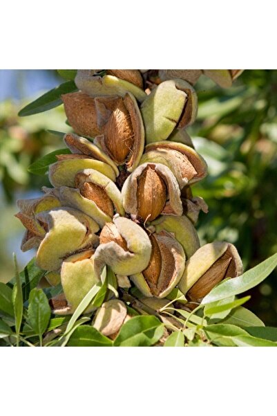 Genel Markalar Tüplü El Bademi Nonpariel Badem Fidanı Yaş 2 Boy 80 100cm