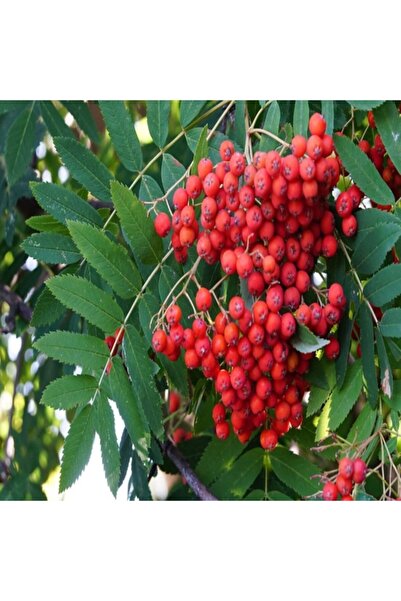 TacirDepo Tüplü Kuş Üvezi (Sorbus Aucuparia)