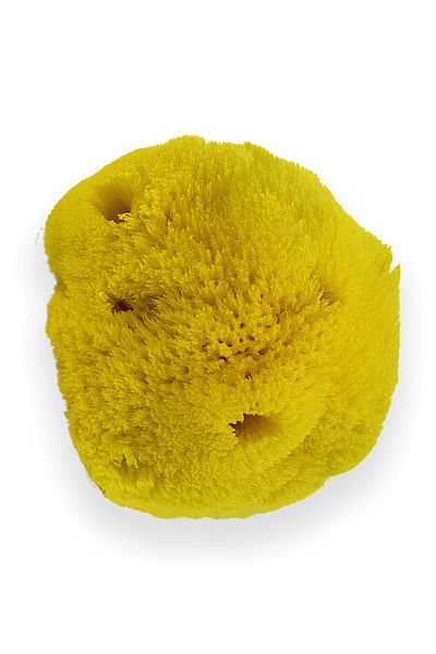 BAZAAR 4 Mediterranean Sea Sponge (Unpressed) 007