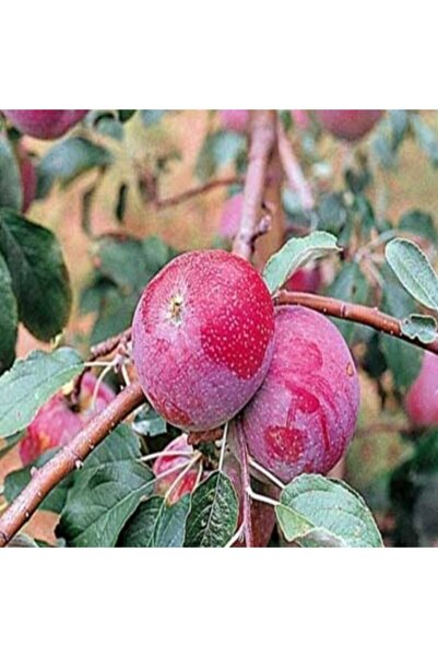 E-fidancim Tüplü Yarı Bodur Williams Pride Elma Fidanı